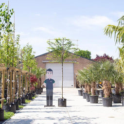 Zuil leihaagbeuk 180 cm | Carpinus betulus 'Fastigiata' 8-12 cm 180 cm| Bomenbezorgd.nl