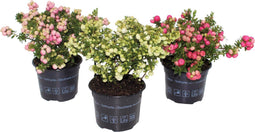 Plant in a Box - Gaultheria mucronata - Mix van 3 Pernettya - Parelbes winterhard en groenblijvend - Pot 10,5 cm - Hoogte 15-25cm