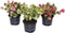 Plant in a Box - Gaultheria mucronata - Mix van 3 Pernettya - Parelbes winterhard en groenblijvend - Pot 10,5 cm - Hoogte 15-25cm
