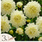 Plant in a Box - Dahlia 'White Perfection' - set van 3 - zomerbloeiers - dahliaknollen - tuinbloemen - Wit