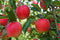 Plant in a Box - Mix van 4 zuilvormige fruitbomen - Prunus - Pyrus - Malus - Pot 9cm - Hoogte 60-70cm
