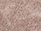 CIDE - Shaggy vloerkleed - Beige - 140 x 200 cm - Polyester
