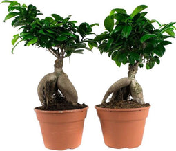 Hellogreen Kamerplanten - Set van 2 - Ficus Gin Seng - ↕ 40 cm