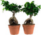 Hellogreen Kamerplanten - Set van 2 - Ficus Gin Seng - ↕ 40 cm