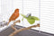 Imac fruit / groente klem (5,5X3X1 CM)