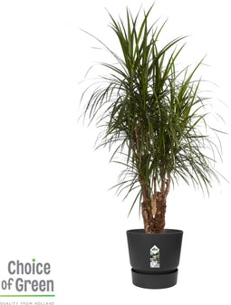 Dracaena Marginata in Elho® Greenville pot Black ↨ 130cm - hoge kwaliteit planten