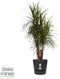 Dracaena Marginata in Elho® Greenville pot Black ↨ 130cm - hoge kwaliteit planten