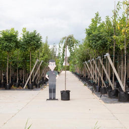 Japanse treur sierkers | Prunus serrulata 'Kiku-shidare-zakura' 6-10 cm 220 cm| Bomenbezorgd.nl