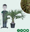 Geleipalm Butia capitata 110 cm