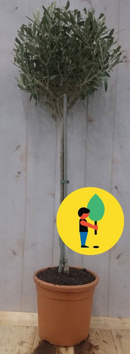 Olijfboom 100 cm