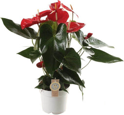 Anthurium Oklahoma – ↨ 60cm – ⌀ 17cm