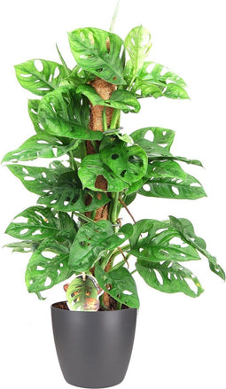 Monstera Monkey Leaf in ELHO sierpot (antraciet)