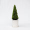Plant in a Box - Ilex crenata 'Japanse Hulst' Piramide - Buxusvervanger - Tuinplant - ⌀21cm - Hoogte 55–65cm