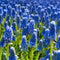 Plant in a Box - Muscari armeniacum - 100x Hyacinth bollen - Bloembollen winterhard - Kleurrijke tuin in de lente