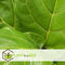 Plant in a Box - Ficus Lyrata - Echte Kamerplant Groot - Vioolplant - Pot 24cm - Hoogte 80-100cm