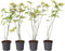 Japanse Esdoorn - Set van 4 - Acer 'Orange Dream' - Hoogte 25-40cm - ⌀10,5cm - Acer palm. Orange Dream P10,5 x4