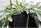 Capi Europe - Bloempot vierkant Smooth NL - 30x30 - Zwart - Opening Ø24 - Bloempot voor binnen en buiten - Levenslang garantie - Breukbestendig - 100% Recyclebaar - CO2 Neutraal geproduceerd - KBL902