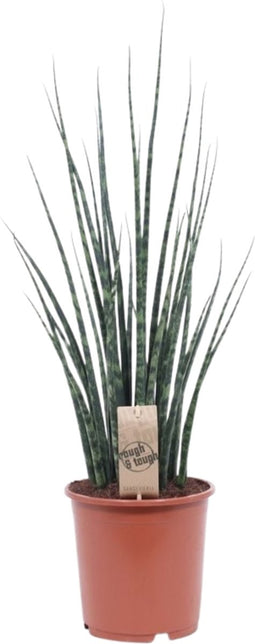 Sansevieria Fernwood Mikado ↨ 80cm - hoge kwaliteit planten