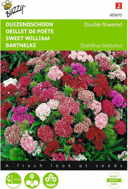 2 stuks - Buzzy - Dianthus barbatus nanus compactus Dubbel Gemengd