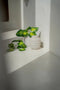 Safaary - Bazar Bizar Vaas Beton L Trendy - 20x20 CM