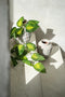 Safaary - Bazar Bizar Vaas Beton M Trendy - 16x16 CM