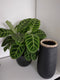 Safaary - Bazar Bizar Vaas Zwart Naturel M Sneaky - 14x14 CM