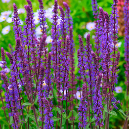 Salie (Salvia nem.) 'Caradonna' | 1 stuk | Bijen- en vlinderplant | Bijentuin | Geurende plant | tuinplant geurend | 11x11 cm Kwekerspot | Geurend | Paars