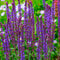 Salie (Salvia nem.) 'Caradonna' | 1 stuk | Bijen- en vlinderplant | Bijentuin | Geurende plant | tuinplant geurend | 11x11 cm Kwekerspot | Geurend | Paars