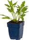 Salie (Salvia nem.) 'Caradonna' | 1 stuk | Bijen- en vlinderplant | Bijentuin | Geurende plant | tuinplant geurend | 11x11 cm Kwekerspot | Geurend | Paars