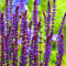 Salie (Salvia nem.) 'Caradonna' | 1 stuk | Bijen- en vlinderplant | Bijentuin | Geurende plant | tuinplant geurend | 11x11 cm Kwekerspot | Geurend | Paars