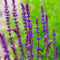 Salie (Salvia nem.) 'Caradonna' | 1 stuk | Bijen- en vlinderplant | Bijentuin | Geurende plant | tuinplant geurend | 11x11 cm Kwekerspot | Geurend | Paars