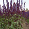 Salie (Salvia nem.) 'Caradonna' | 1 stuk | Bijen- en vlinderplant | Bijentuin | Geurende plant | tuinplant geurend | 11x11 cm Kwekerspot | Geurend | Paars