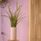 Emerald - Kunstplant Vossenstaart Gras 90cm - Kunstplanten voor binnen