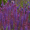 Salvia nem. 'Ostfriesland' | 1 stuk | Bijen- en vlinderplant | Bijentuin | Geurende plant | tuinplant geurend | 11x11 cm Kwekerspot | Geurend | Blauw