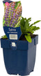 Salvia nem. 'Ostfriesland' | 1 stuk | Bijen- en vlinderplant | Bijentuin | Geurende plant | tuinplant geurend | 11x11 cm Kwekerspot | Geurend | Blauw
