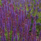Salvia nem. 'Ostfriesland' | 1 stuk | Bijen- en vlinderplant | Bijentuin | Geurende plant | tuinplant geurend | 11x11 cm Kwekerspot | Geurend | Blauw
