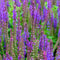 Salvia nem. 'Ostfriesland' | 1 stuk | Bijen- en vlinderplant | Bijentuin | Geurende plant | tuinplant geurend | 11x11 cm Kwekerspot | Geurend | Blauw