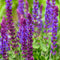 Salvia nem. 'Ostfriesland' | 1 stuk | Bijen- en vlinderplant | Bijentuin | Geurende plant | tuinplant geurend | 11x11 cm Kwekerspot | Geurend | Blauw