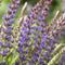 Salvia nem. 'Ostfriesland' | 1 stuk | Bijen- en vlinderplant | Bijentuin | Geurende plant | tuinplant geurend | 11x11 cm Kwekerspot | Geurend | Blauw