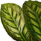 Calathea Flamestar ↨ 70cm - hoge kwaliteit planten