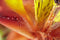 Samyang 100mm F2.8 ED UMC Macro - Prime lens - geschikt voor Nikon spiegelreflexcamera's