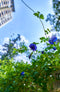 Samyang - AF 18mm F2.8 Sony E - Opzetlens - Objectief - Cameralens
