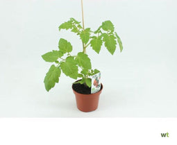 San Marzano Tomaat (12 cm pot) groenteplantje - tuin op tafel