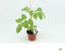 San Marzano Tomaat (12 cm pot) groenteplantje - tuin op tafel