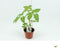 San Marzano Tomaat (12 cm pot) groenteplantje - tuin op tafel