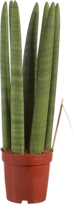 Sanseveria - Fachjan - Groene Plant- Hoogte 45 cm