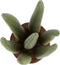 Sanseveria - Fachjan - Groene Plant- Hoogte 45 cm