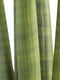 Sanseveria - Fachjan - Groene Plant- Hoogte 45 cm
