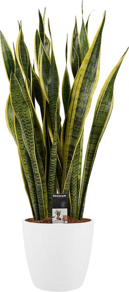 Sanseveria Laurentii in sierpot Elho Brussels Round White ↨ 80cm - hoge kwaliteit planten