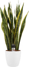 Sanseveria Laurentii in sierpot Elho Brussels Round White ↨ 80cm - hoge kwaliteit planten